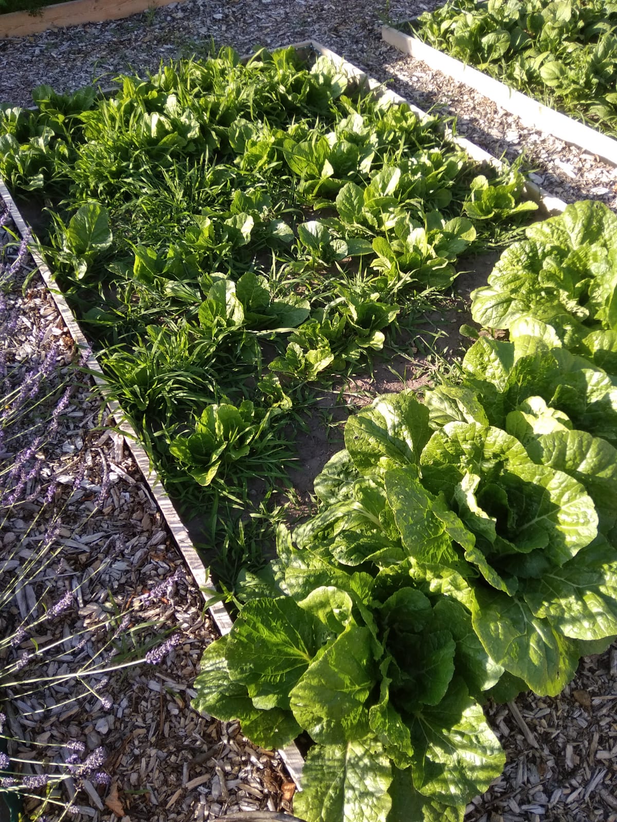 Sklizně